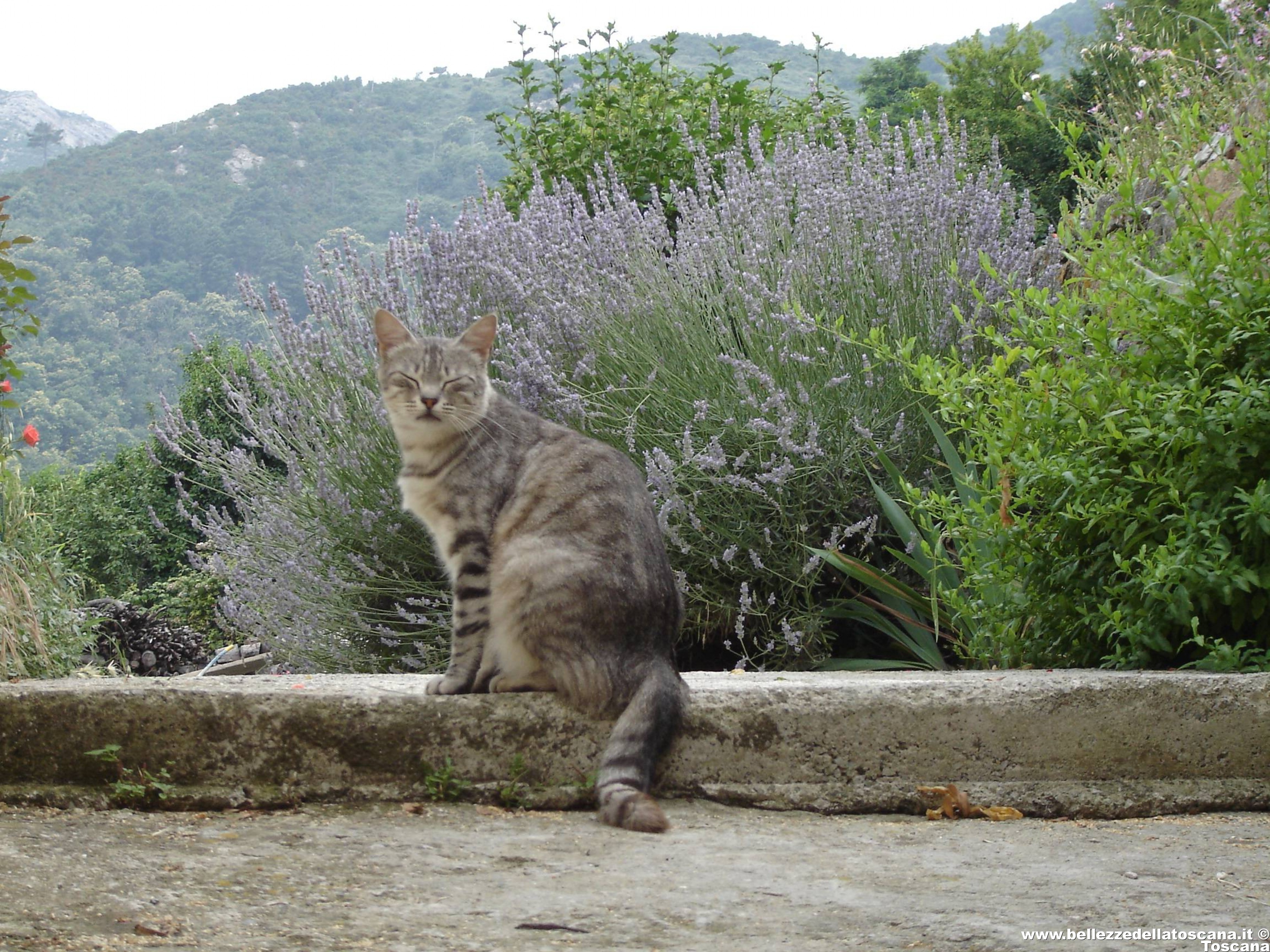 Gatto tigrato con lo sfondo di cespugli di lavanda a Marciana - Fotografia Isola d'Elba