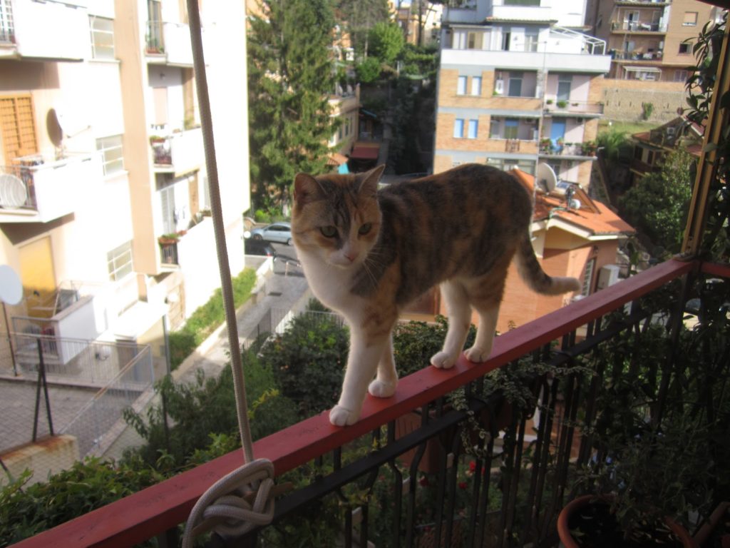 Come e perché mettere in sicurezza i balconi per i gatti - Per appassionati di gatti