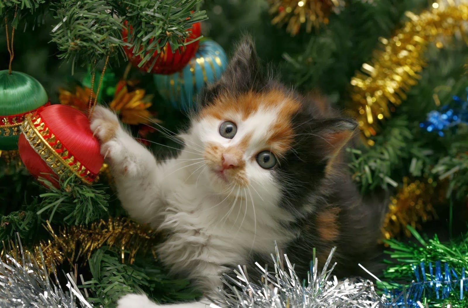 Foto Di Natale Gatti.Natale E Ospiti Come Evitare Stress Al Gatto Per Appassionati Di Gatti