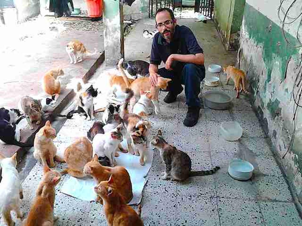 Приют кошек помочь. Приют для бездомных кошек. Приют для бездомных котов. Брошенный приют для животных. Кошачий приют.