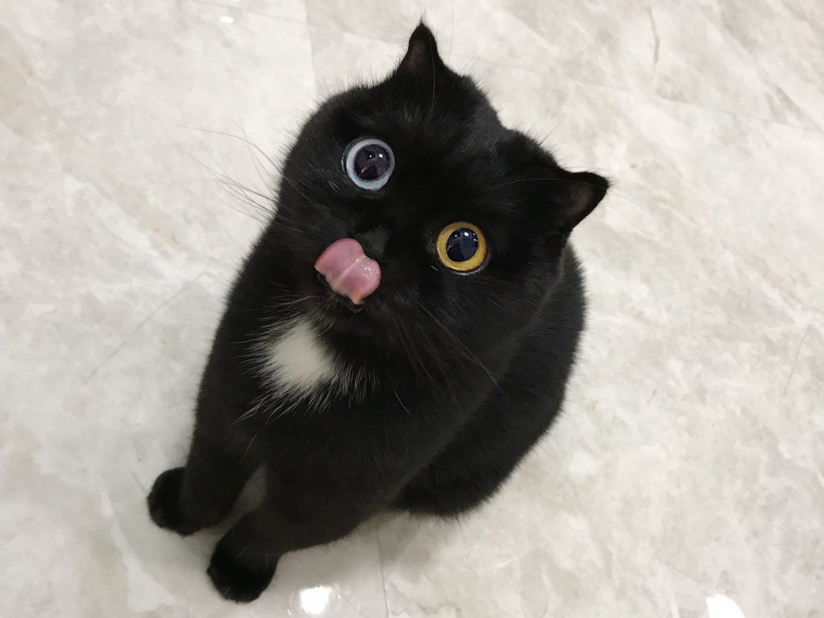 Lo Sguardo Ipnotico Di Niu Nai Il Gatto Nero Con Gli Occhi