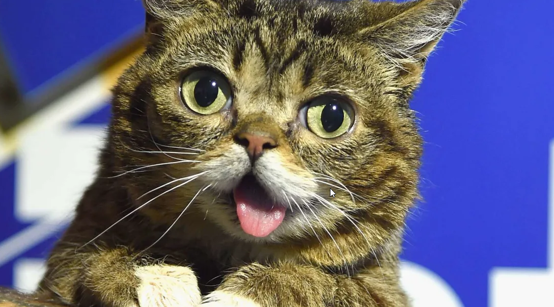 Addio a Lil Bub, uno dei gatti più famosi sul web