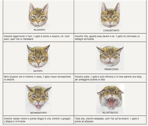Le espressioni dei gatti sono comprensibili solo per alcune persone. Lo dice la scienza