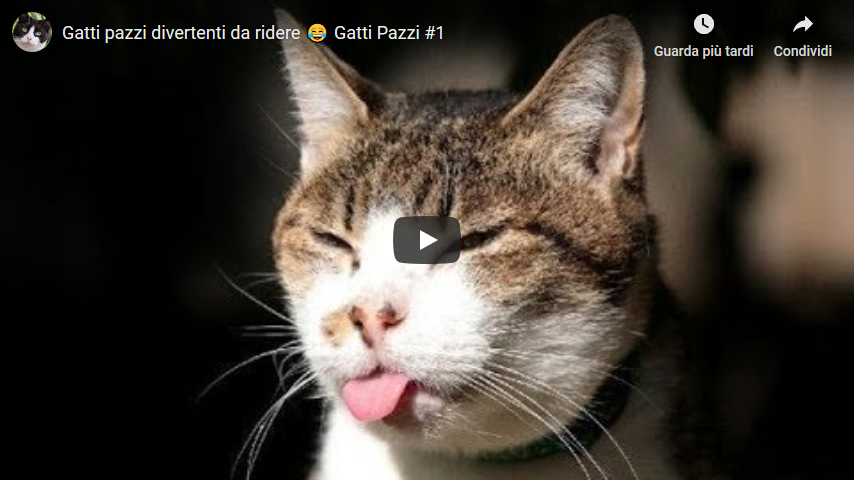 Gatti Pazzi Divertenti Da Ridere Gatti Pazzi 1 Per Appassionati Di Gatti