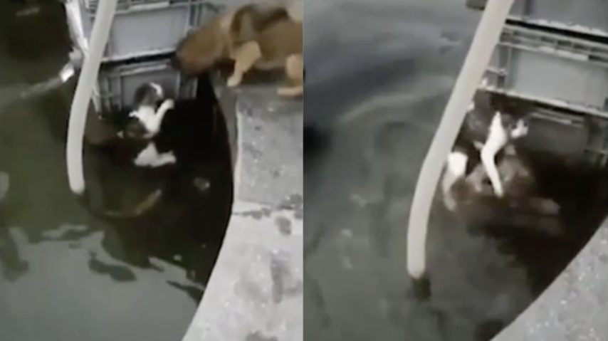 Il gatto sta affogando, il cane "eroico" si tuffa per salvarlo: le ...