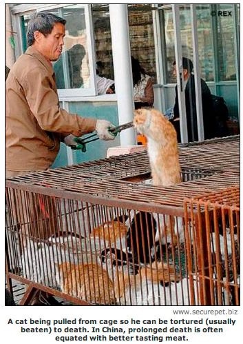 Cina: cani e gatti usati per pellicce - Per appassionati di gatti