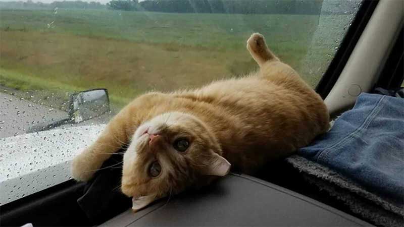 Il camionista adotta un gatto ferito e guadagna un compagno di viaggio ...