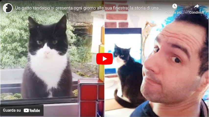 Un gatto randagio si presenta ogni giorno alla sua finestra: la storia ...