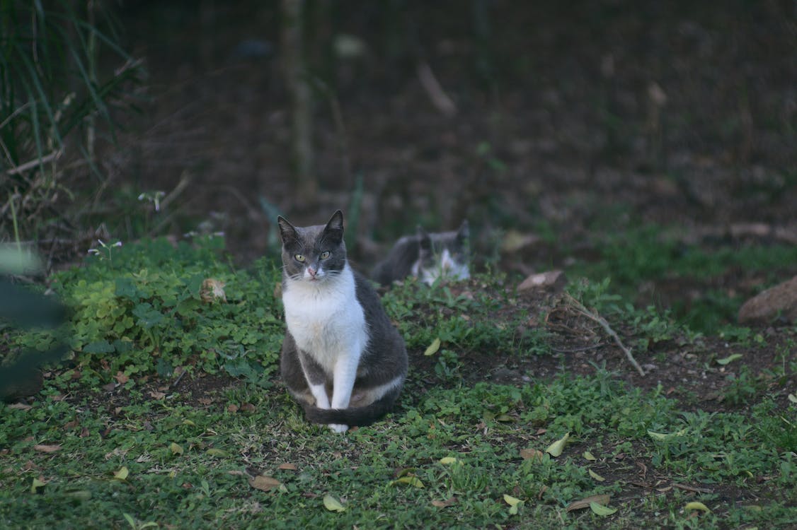 Burbero medico stregato improvvisamente dal suo gatto