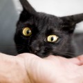 Perché a volte il gatto morde quando viene accarezzato?