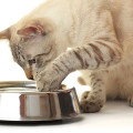 Perché il gatto rovescia l’acqua dalla sua ciotola?
