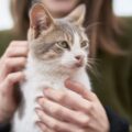 Come il gatto sceglie il suo umano.