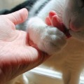 Il concetto di fiducia per un gatto