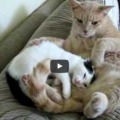 Arriva un nuovo gattino adottato in casa e cerca la sua nuova mamma ma ....
