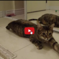 Ma chi ha detto che i gatti quando li chiami non arrivano mai