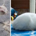 15 incredibili trasformazioni dei gattini che sono stati salvati
