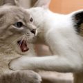 Liti tra gatti in casa meglio intervenire o lasciare che se la sbrighino da soli