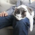 Perché ai gatti piace stare addosso agli umani, E cosa vuol dire quando non lo fanno