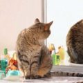 Perché i gatti ci seguono in bagno?
