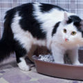 Comportamenti strani del gatto: Scappa dopo aver usato la lettiera