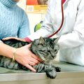 Prevenzione malattie renali: Un consiglio utile per la salute del gatto
