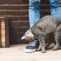 Perché I gatti molto spesso camminano davanti alle nostre gambe a zig-zag