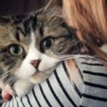 Come far capire al nostro gatto che gli vogliamo bene