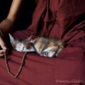 La leggenda Buddhista sui Gatti ॐ  Reincarnazione e gatti.