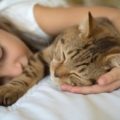 Come assicurarti di essere la persona preferita del tuo gatto