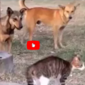 Un gatto protegge il suo amico umano da tre cani randagi