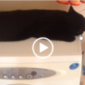 Gatto ama farsi cullare dalla centrifuga della lavatrice