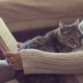 Avere un gatto in casa fa bene per molti motivi diversi, cinque in particolare