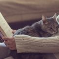 Avere un gatto in casa fa bene per molti motivi diversi, cinque in particolare