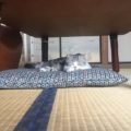 Giappone, l'hotel ti dà il gatto assieme alla stanza