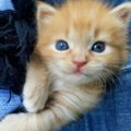 Gatti rossi, arancioni e crema: carattere e personalità