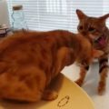 Dal veterinario un gatto vede il fratellone in difficolta
