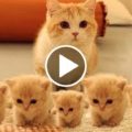 Gattini bellissimi - video compilation