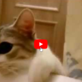 Gatto corre a salvare la sua mamma umana nella vasca da bagno
