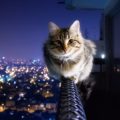 Come e perché mettere in sicurezza i balconi per i gatti