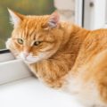 I dieci segreti per capire se il gatto soffre