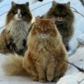 Siberiano - Il gatto ipoallergenico.