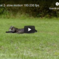 Running cat - slow motion