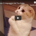 Come Capire Il Linguaggio Del Tuo Gatto