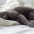 10 posizioni nel letto che solo chi ha un gatto può capire