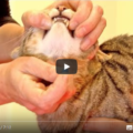 Come dare la pillola al vostro gatto 😀