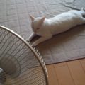 Allerta caldo: 5 sintomi di un gatto in ipertermia (colpo di calore)