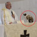 Un gatto randagio entra in chiesa e la considera casa sua fra le lodi dei fedeli