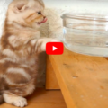 Gattino beve l'acqua per la prima volta