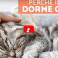 5 motivi per cui il gatto dorme con te