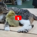 Una gattina diventa iperprotettiva nei confronti della sua piccola amica oca